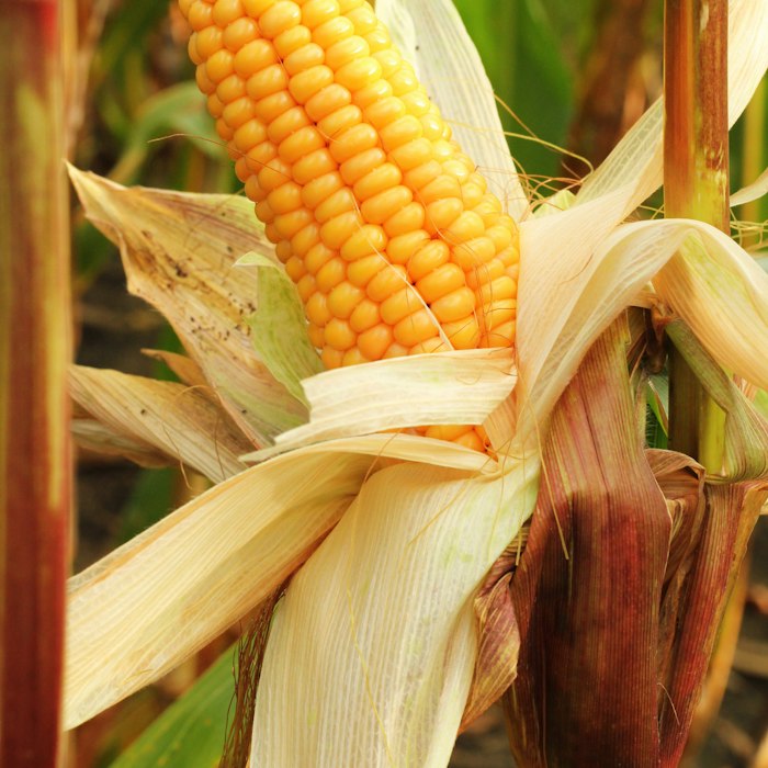 Corn Oil skincare ingredient
