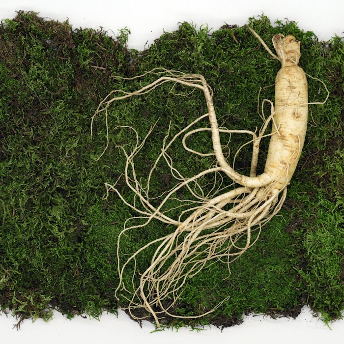 Extract Of Chinese Ginseng skincare ingredient
