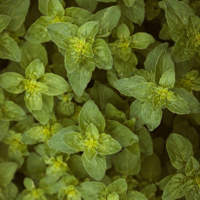 Extract of Marjoram Leaves skincare ingredient