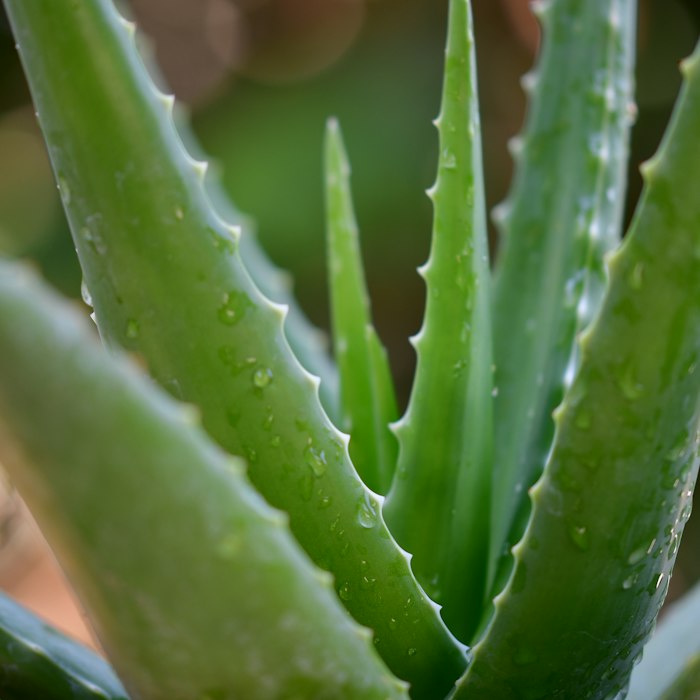 Extract Of Mediterranean Aloe Leaves skincare ingredient