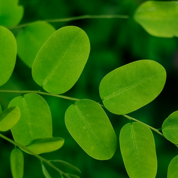 Extract of Moringa Seeds skincare ingredient
