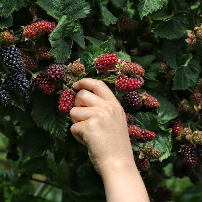 Foxberry Leaves skincare ingredient